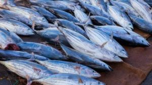 Algérie prix poisson