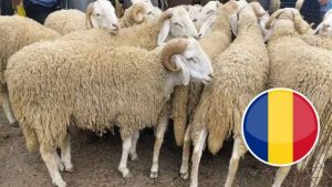 algérie moutons roumanie