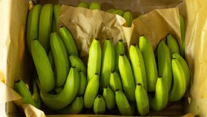 prix banane algérie