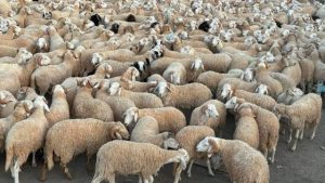 aïd adha algérie moutons
