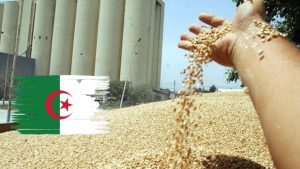 algérie stockage récolte blé