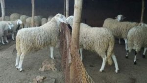 Moutons Aïd Adha Algérie
