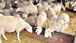 aïd moutons algérie alviar