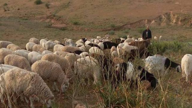 Aïd Adha moutons Algérie