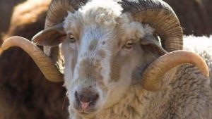 Moutons Roumanie Algérie Aïd