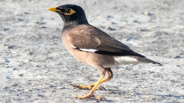 mainate indien oiseau alger