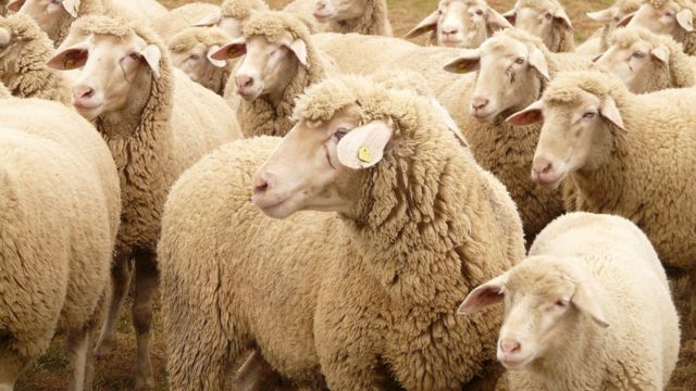 roumanie mouton