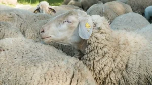 Moutons Aïd Oran