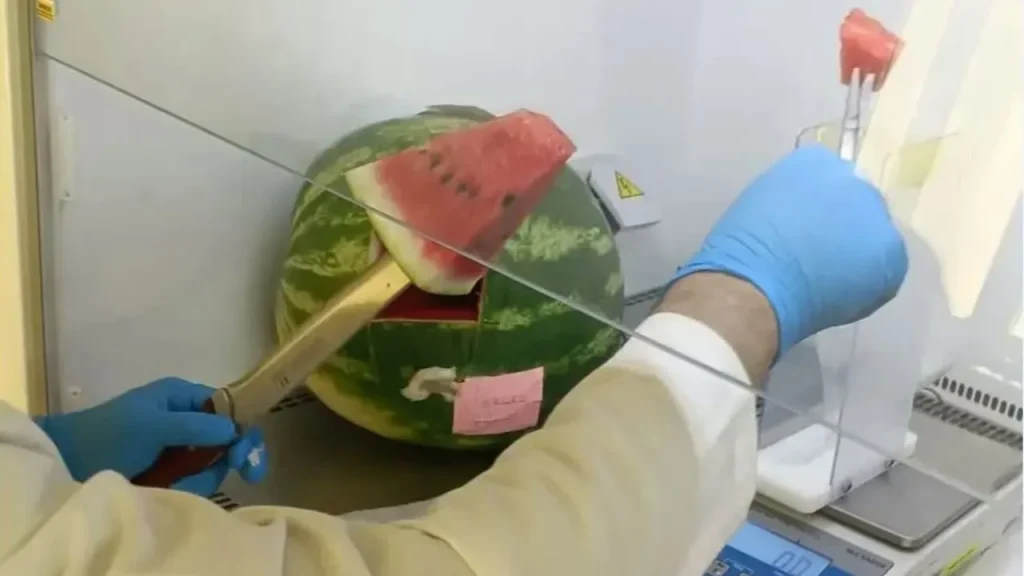 nitrates pastèque Algérie
