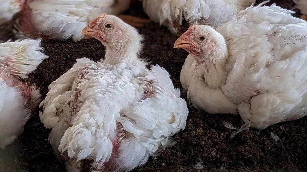 prix Algérie poulet